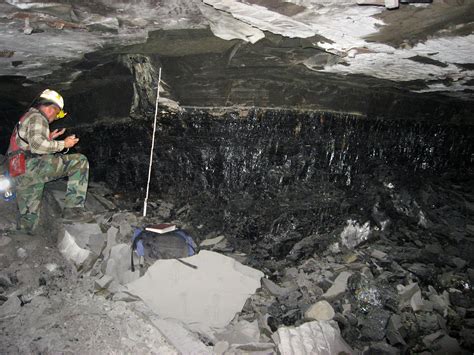 An Underground Fossil Forest Offers Clues on .